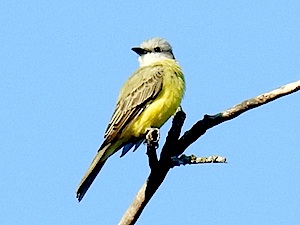 Couch's Kingbird