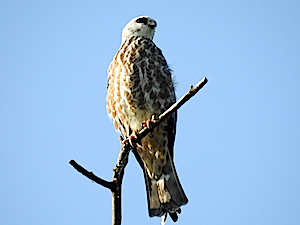 Mississippi Kite