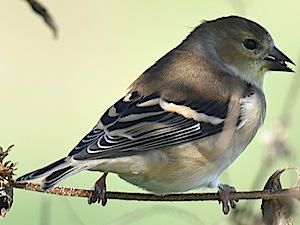 American Goldfinch