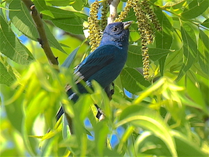 Indigo Bunting