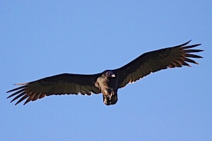 Turkey Vulture