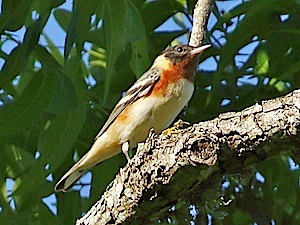 Chestnut-sided Warbler