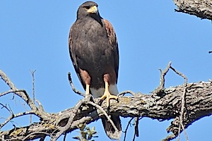 Harris's Hawk