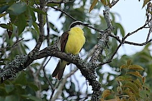 Great Kiskadee