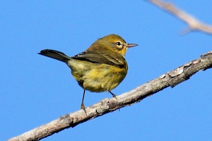 Prairie Warbler