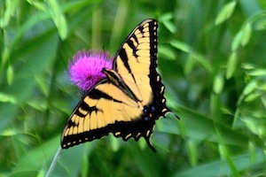 Eastern Tiger Swallowtail Butterfly