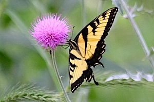 Eastern Tiger Swallowtail Butterfly