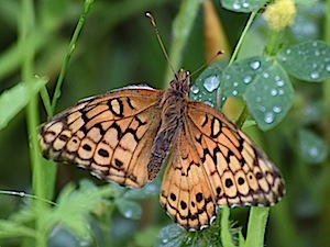 Variegated Fritillary - Euptoieta claudia - Berry Springs Park and Preserve