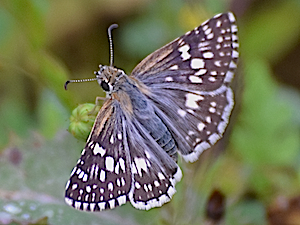 Fiery Skipper Butterfly