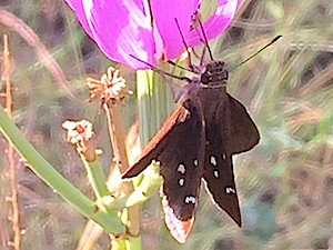 Clouded Skipper