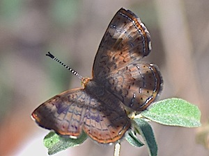 Rawson's Metalmark - Calephelis rawsonii