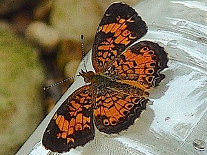 Pearl Crescent Butterfly