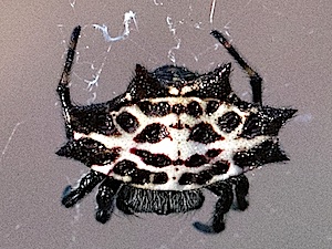 Spiny-backed Orb-weaver