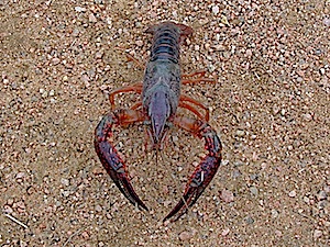 Crayfish