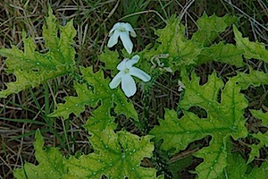 Berry Springs - Texas Bullnettle