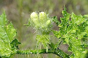 Texas Bullnettle - Cnidoscolus texanus