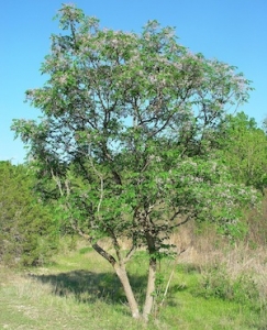 Chinaberry Tree - Melia azederach