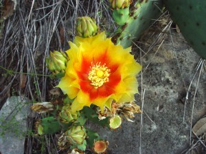 Common Prickly-pear Cactus