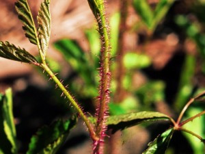 Western Dewberry - Rubus trivialis