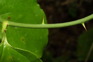 Catbriar - Smilax bona-nox