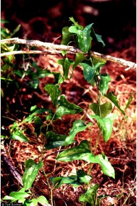 Catbriar - Smilax bona-nox