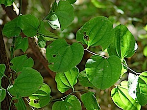 Bristly Greenbriar - Smilax tamnoices