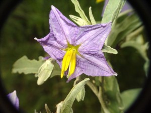 Silver-leaf Nightshade - Solanum elaeagnifolium