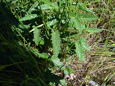 Branched Noseburn - Tragia ramosa