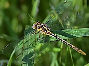 Sulphur-tipped Clubtail - Phanogomphus militaris