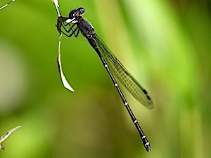 Dusky Dancer- Argia translata