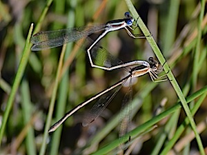 Plateau Spreadwing - Lestes alacer