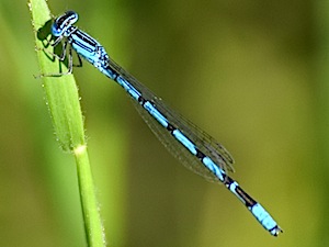 Double-striped Bluet - Double-striped Bluet