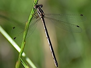 Southern Spreadwing - Lestes australis