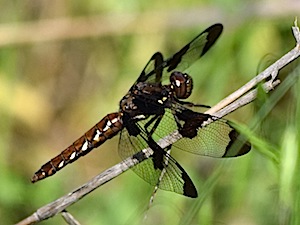 Common Whitetail (female) - Libellula comanche