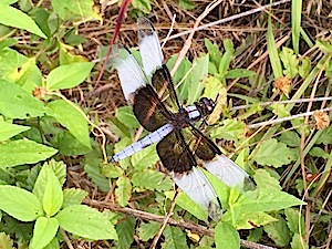 Widow Skimmer - Libellula luctuosa