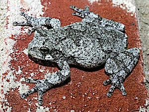 Cope’s Gray Treefrog - Hyla chrysocelis