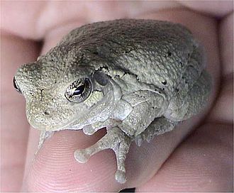 Gray Tree Frog - Hyla versicolor