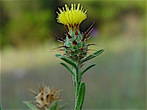 Berry Springs - Malta star-thistle