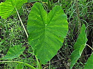 Berry Springs Elephant Ears