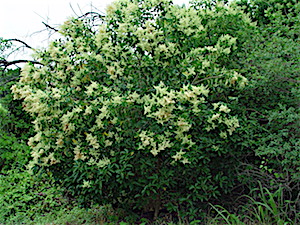 Berry Springs Chinese (Big-leaf) Privet