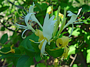 Berry Springs - Japanese Honeysuckle