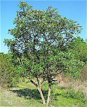 Chinaberry Tree