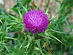 Berry Springs - Blessed Milk Thistle Flower