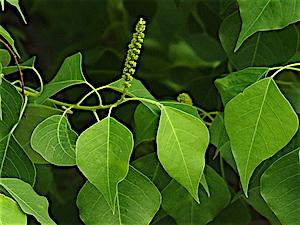 Berry Springs - Chinese Tallow