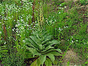 Berry Springs - Common Mullein