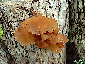 Ear Jelly - Arucularia auricula