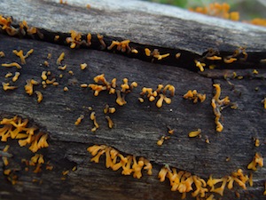 Small Stagshorn - Calocera cornea