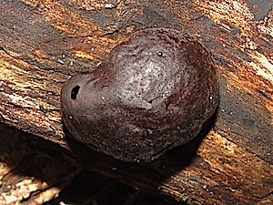 Coal Fungus - Daldinia concentrica