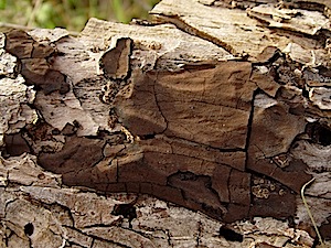 Common Tarcrust Mushroom - Diatrype stigma