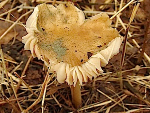 Straight Stalked Entoloma - Entoloma strictius